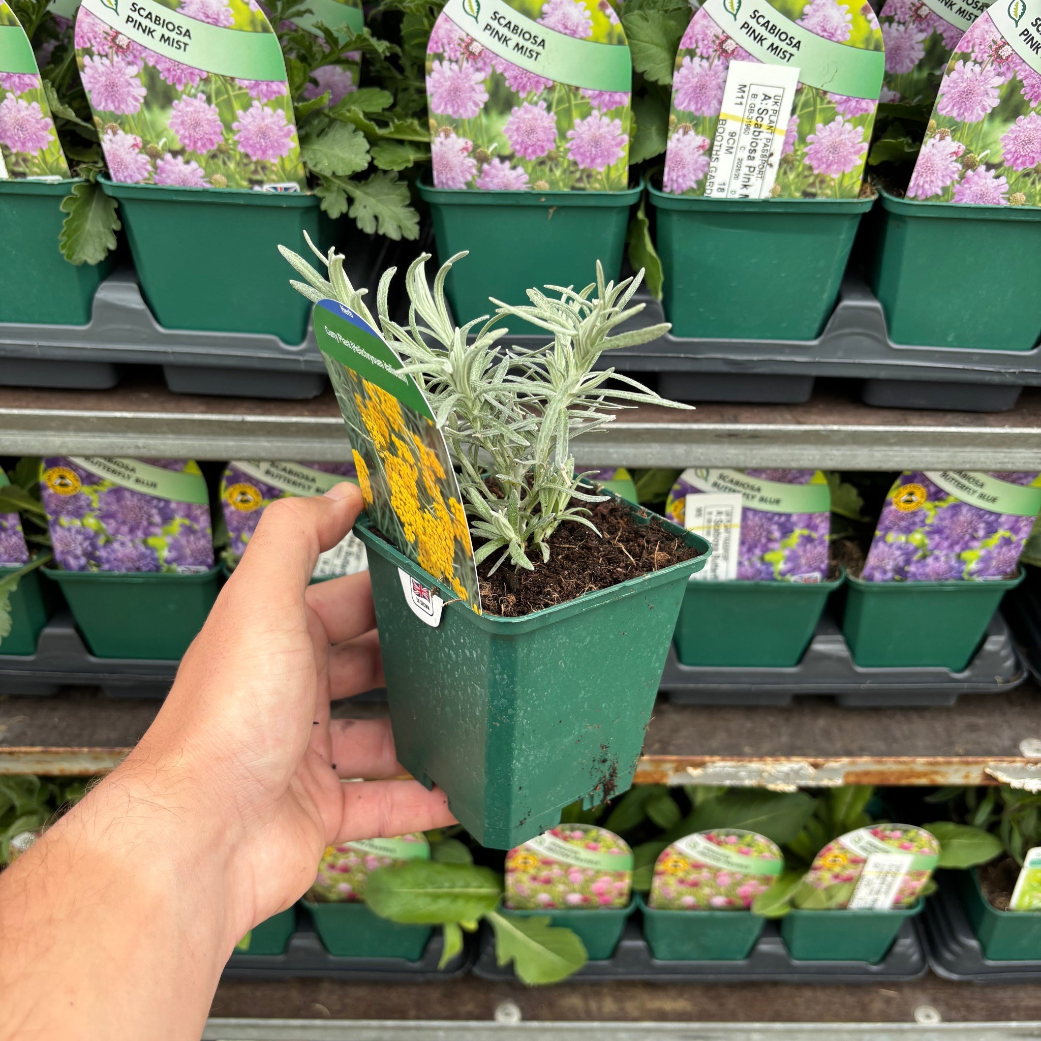 Helichrysum italicum 9cm