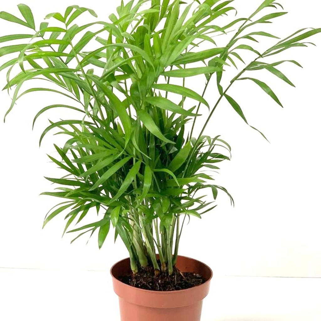 Parlour Palm 40-50cm