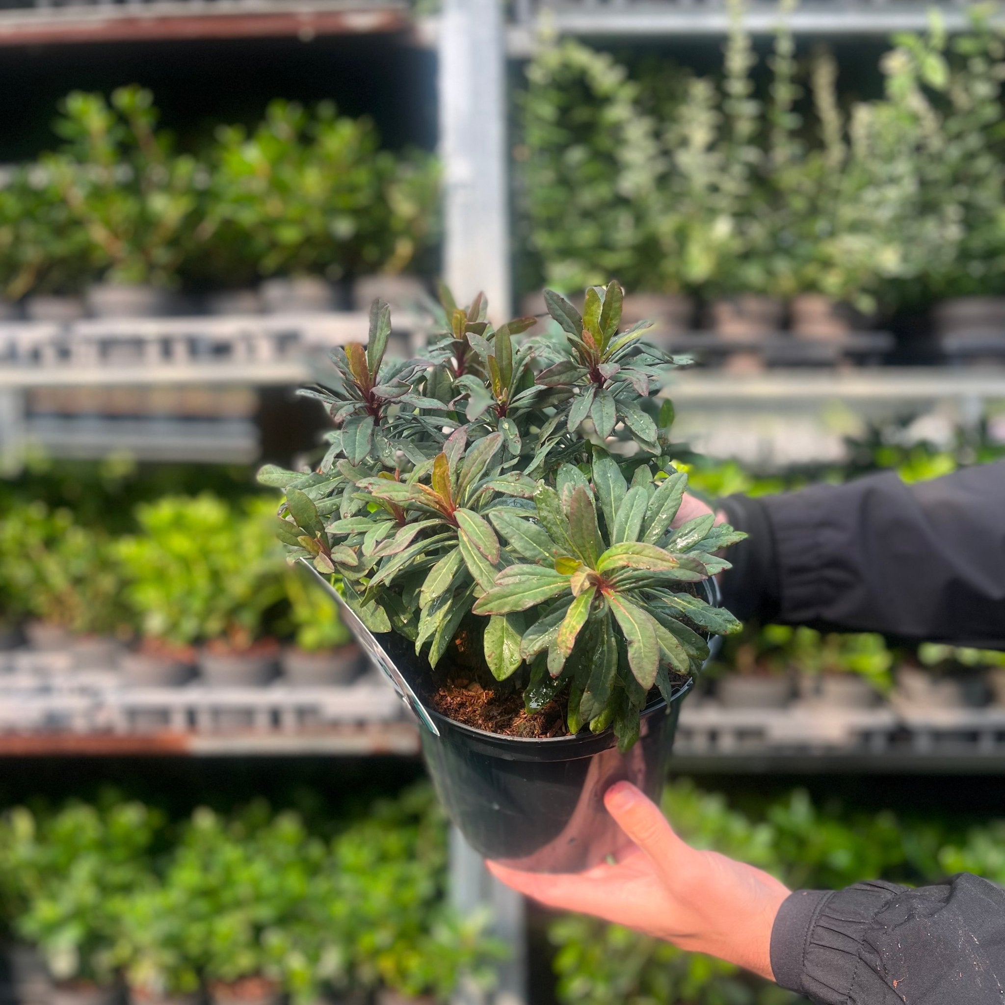 Euphorbia amygdaloides 'Ruby Glow' 3L