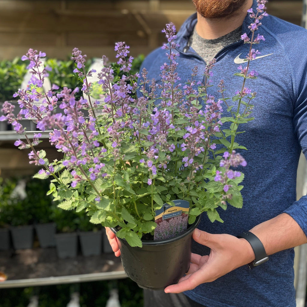 Nepeta 'Purrsian Blue' 9cm / 2L
