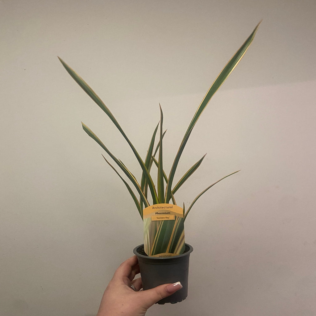 Phormium 'Gold Ray' 9cm / 2L