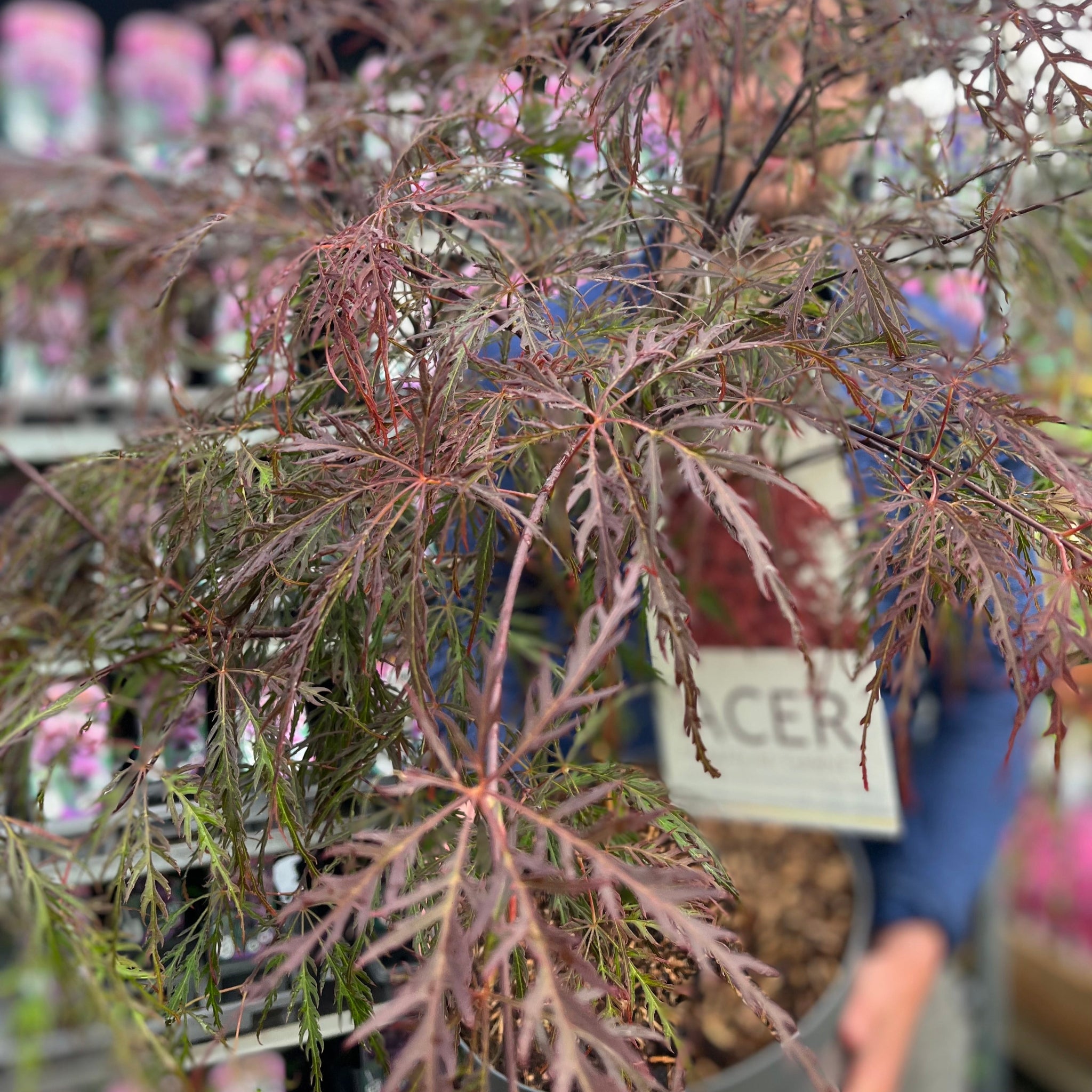 Acer palmatum Garnet 3L / 10L