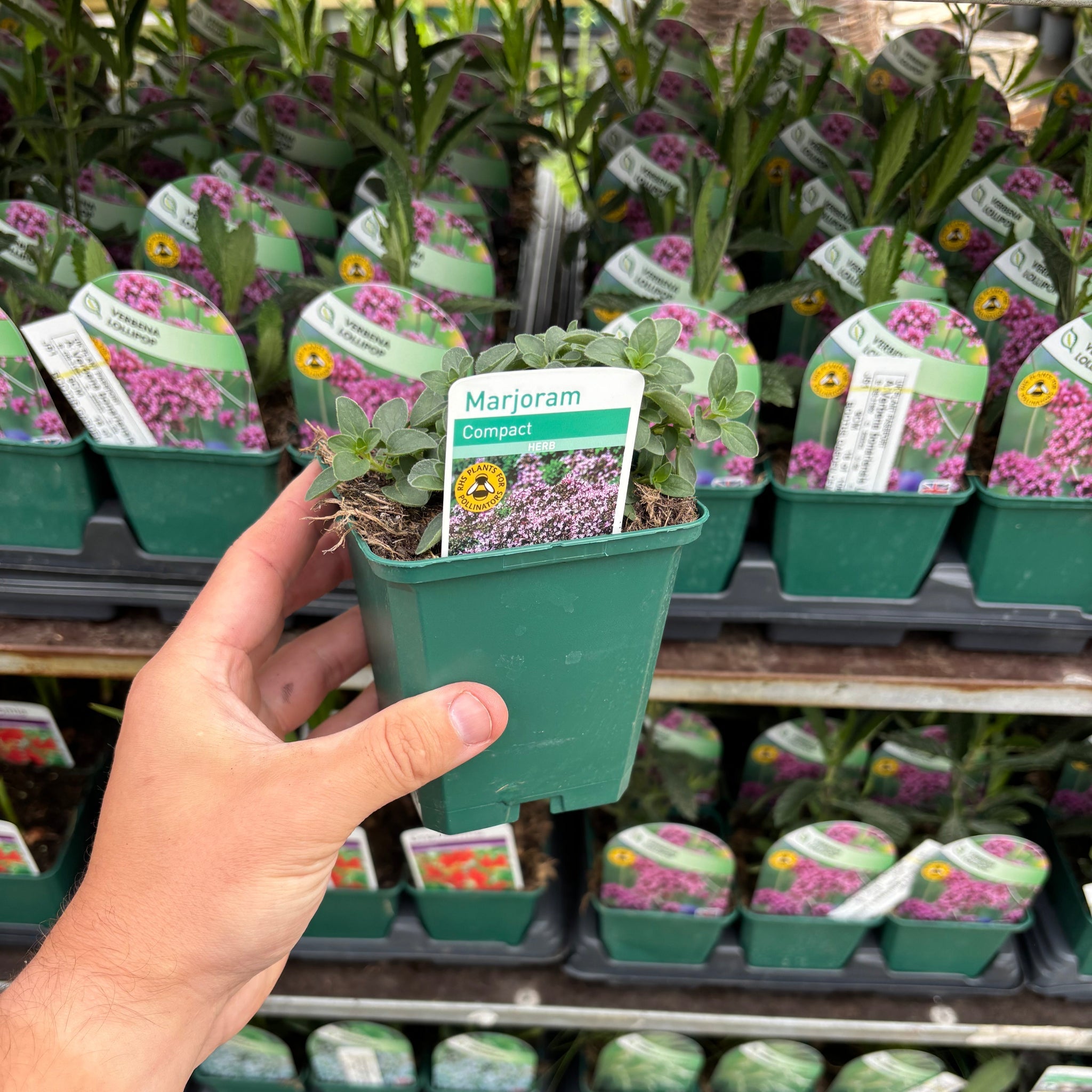 Marjoram compact 9cm