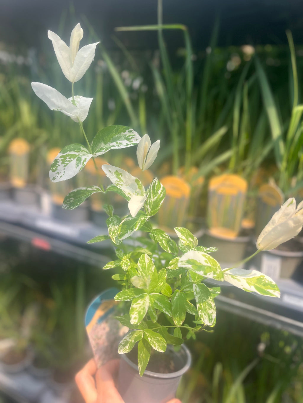 Salix integra 'Flamingo' Shrub 9cm / 1L / 1.5L