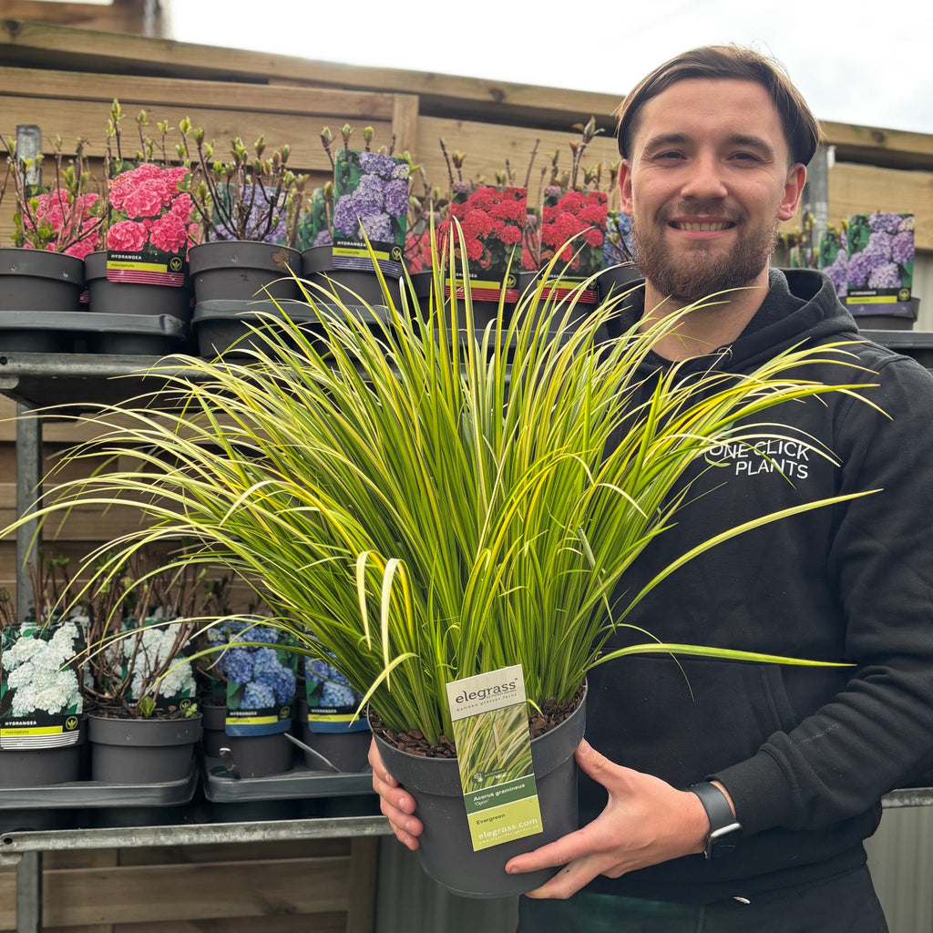 Acorus gramineus 'Ogon' 3L