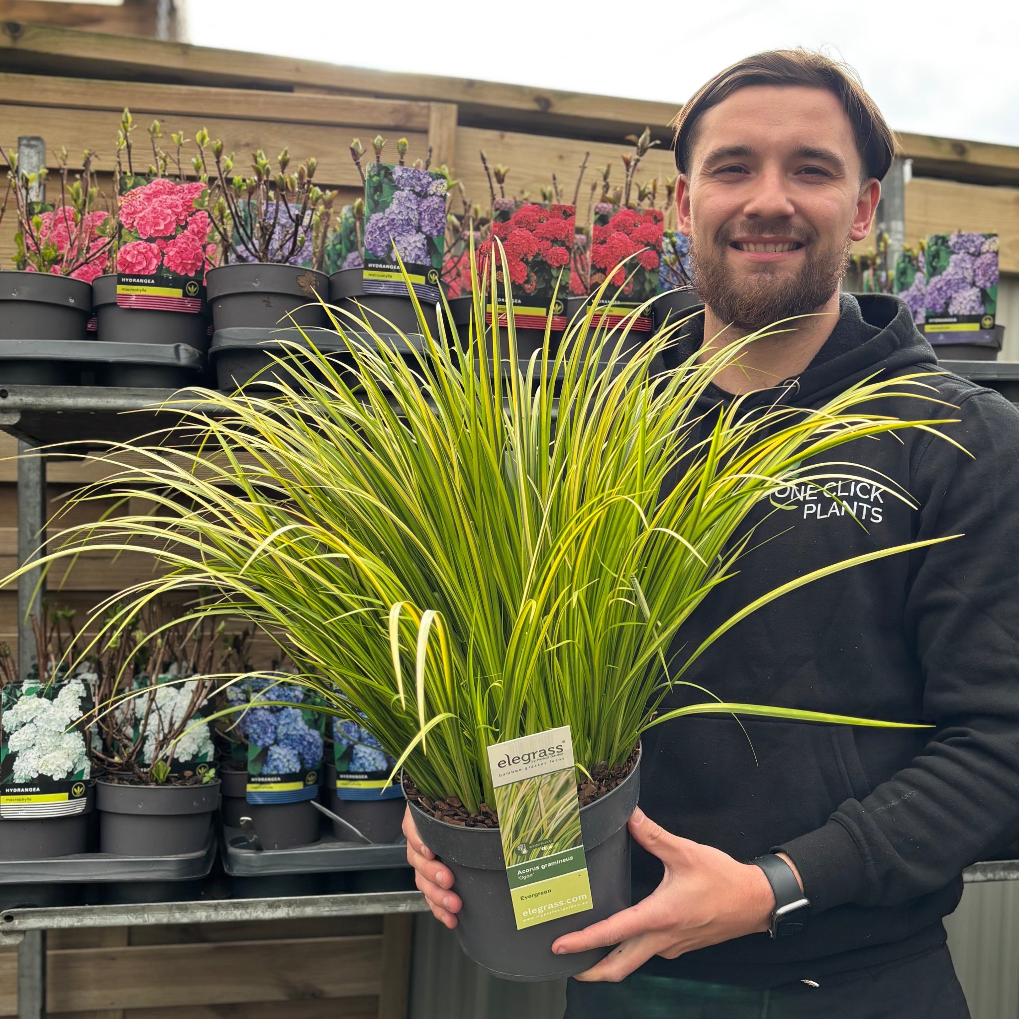 Acorus gramineus 'Ogon' 3L