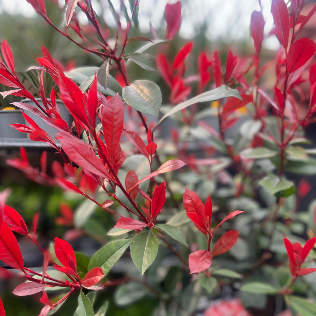 Photinia 'Carre Rouge' 80-90cm (5L)