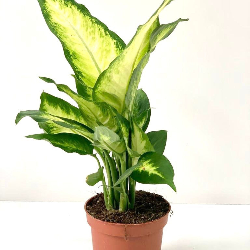 Dieffenbachia Camilla 30-35cm