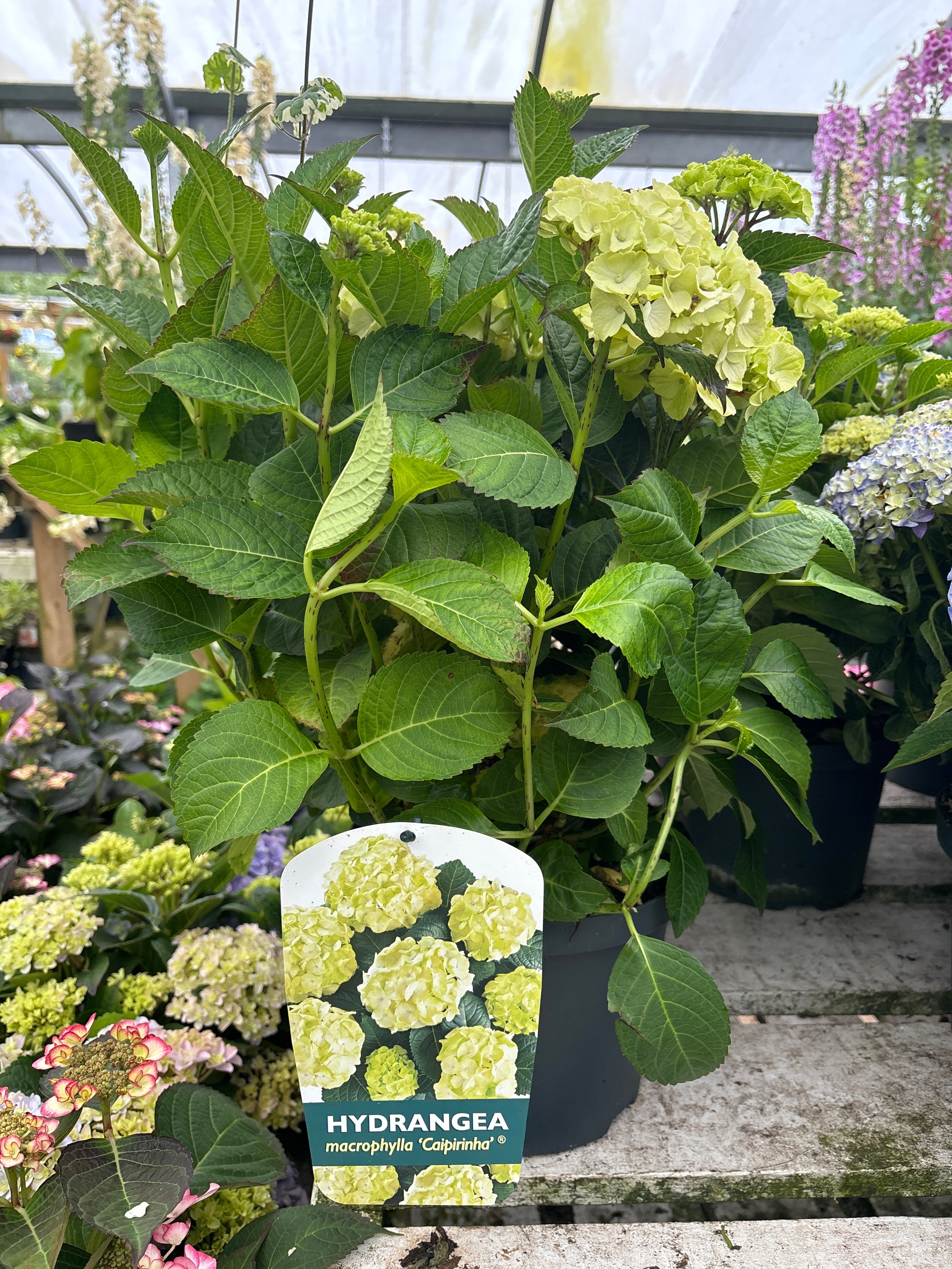 Hydrangea macrophylla 'Caipirinha' 5L