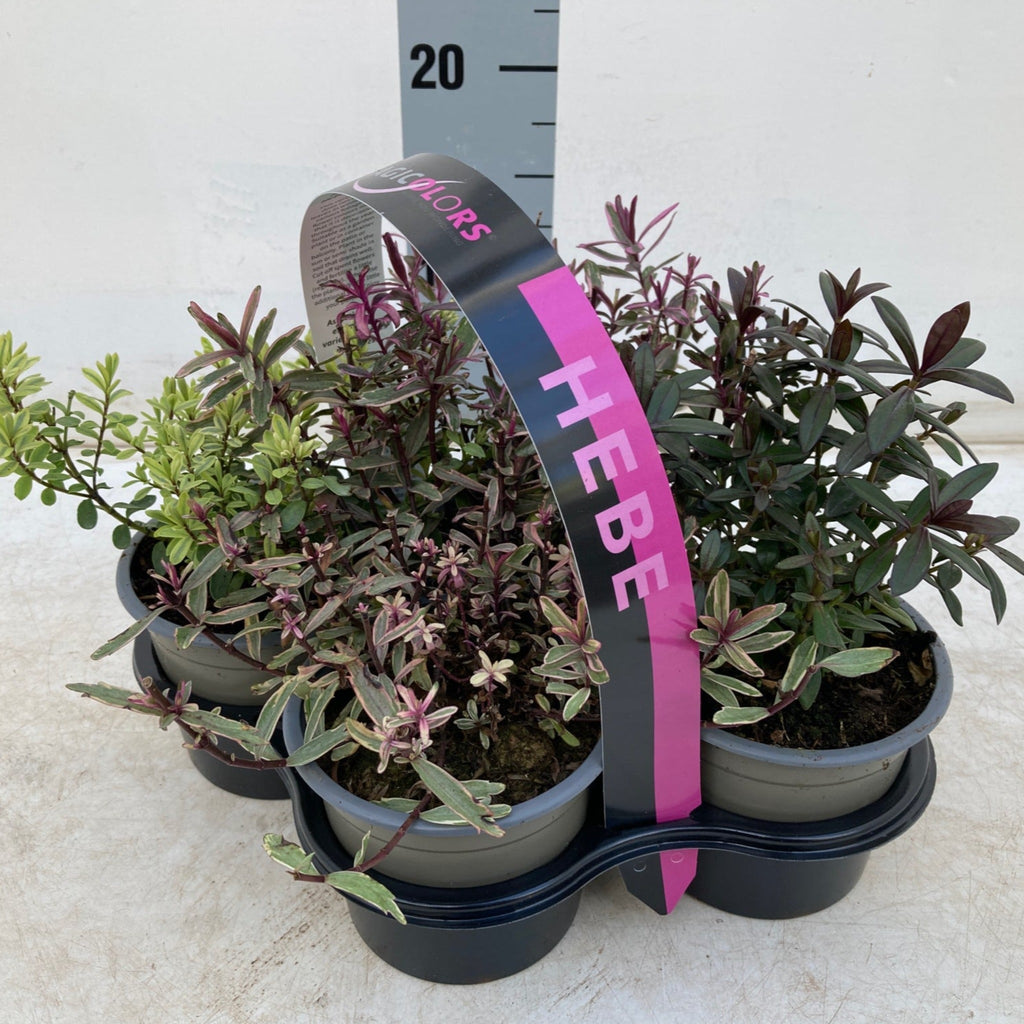 Hebe Mix of 4 Plants (4 x 12cm Pots)