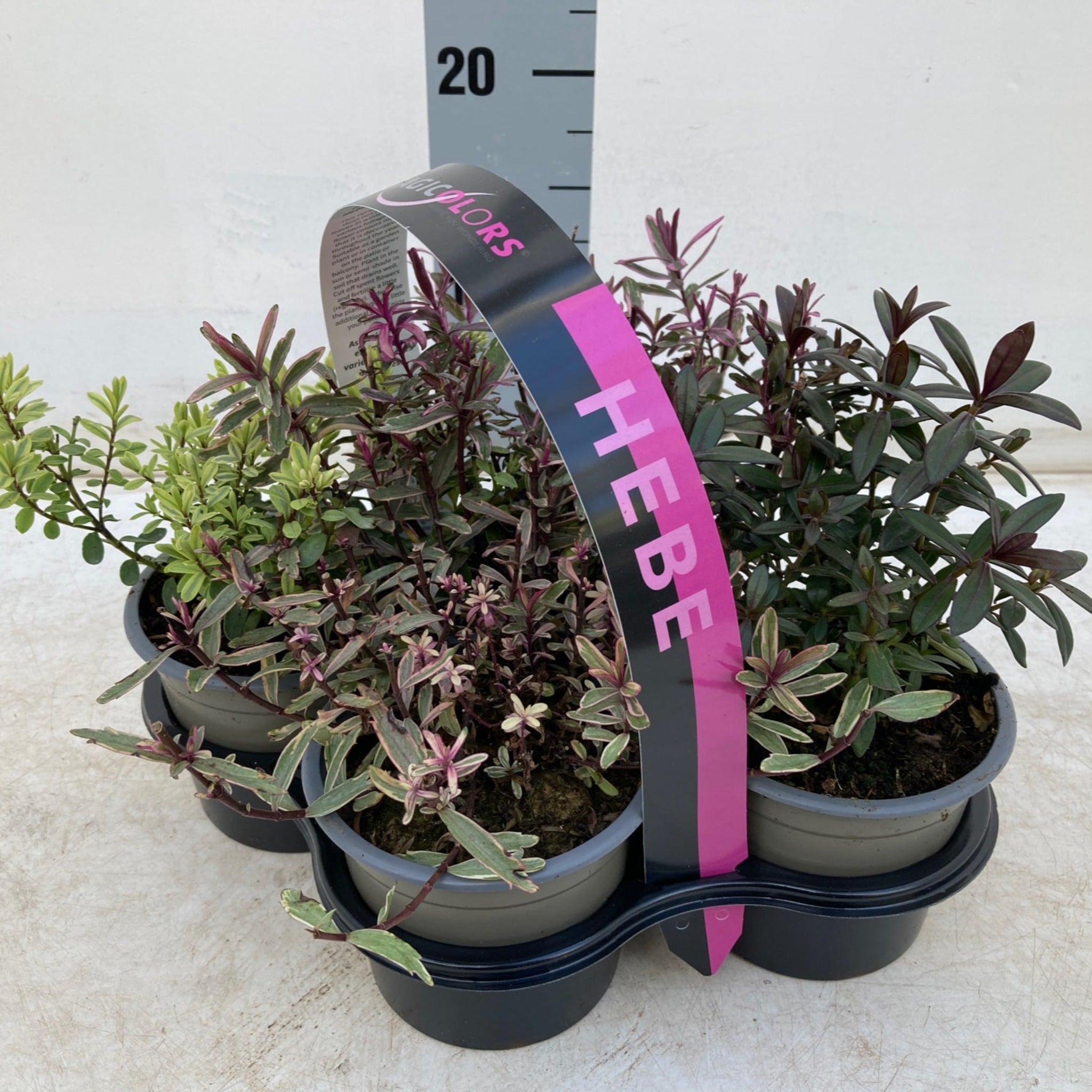 Hebe Mix of 4 Plants (4 x 12cm Pots)