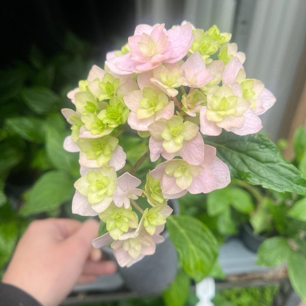 Hydrangea 'Together' 9cm