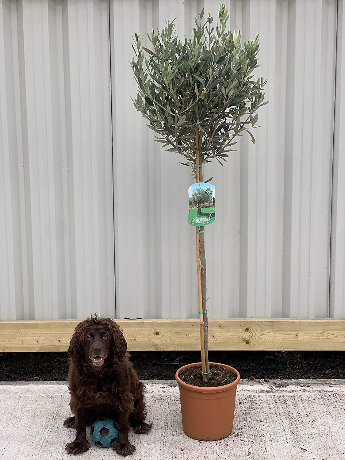 Olive Tree 160-170cm