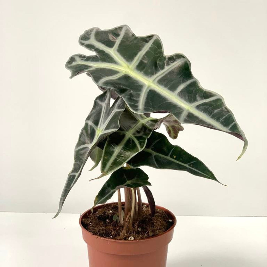 Alocasia (Elephant's Ear) 35-40cm