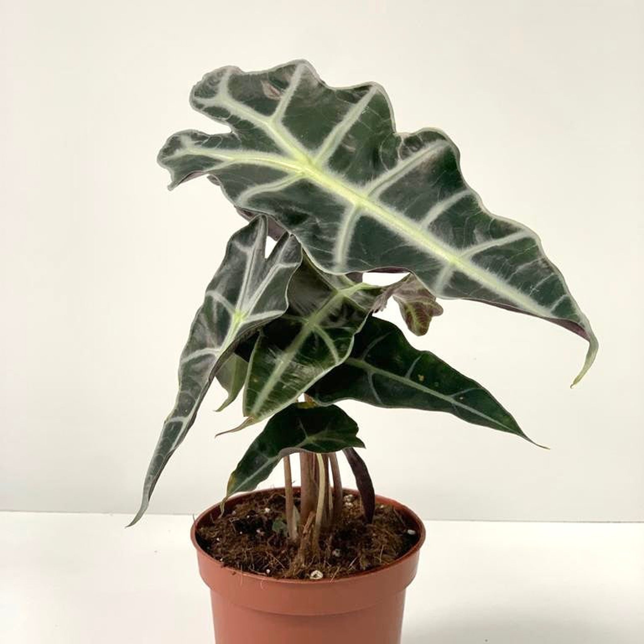 Alocasia (Elephant's Ear) 35-40cm