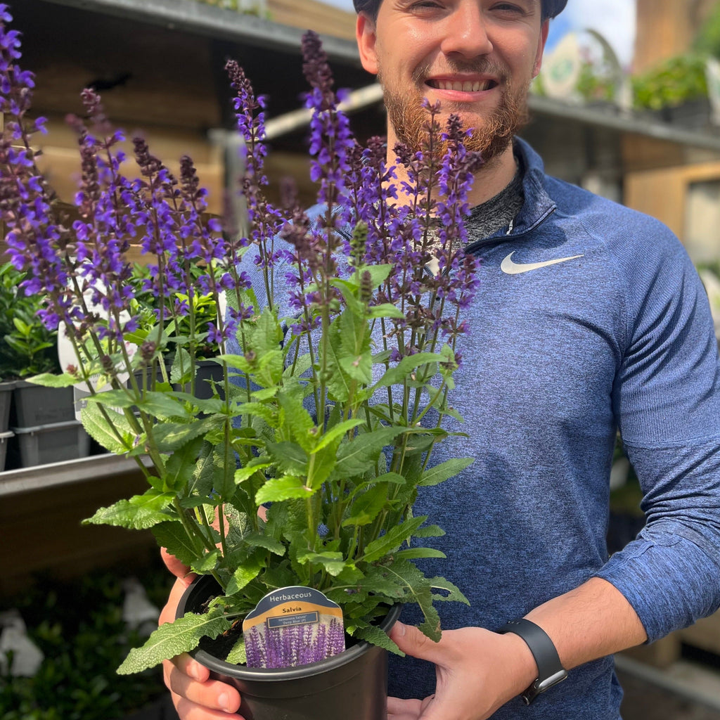 Salvia nemorosa Salute Deep Blue 2L