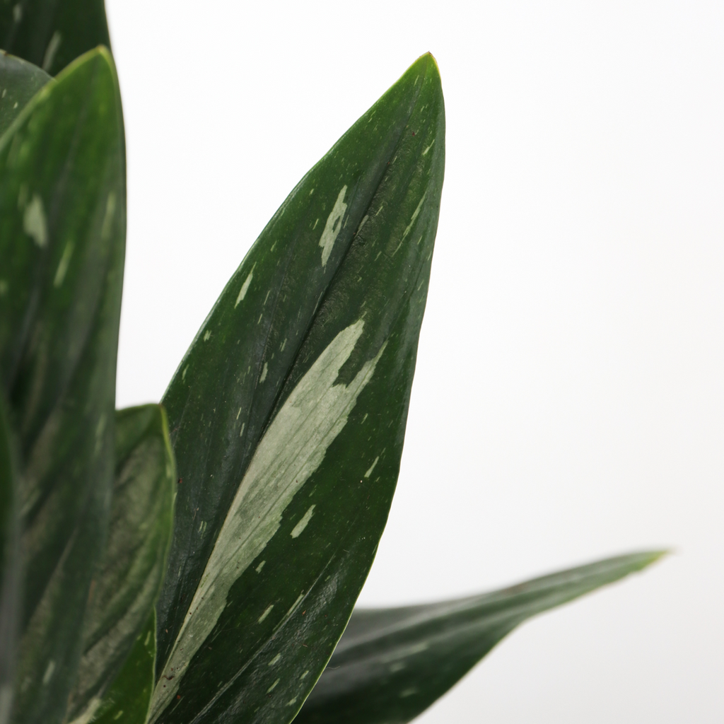 Sweetheart Plant - Philodendron Cobra - Height 55-65cm - ⌀19cm