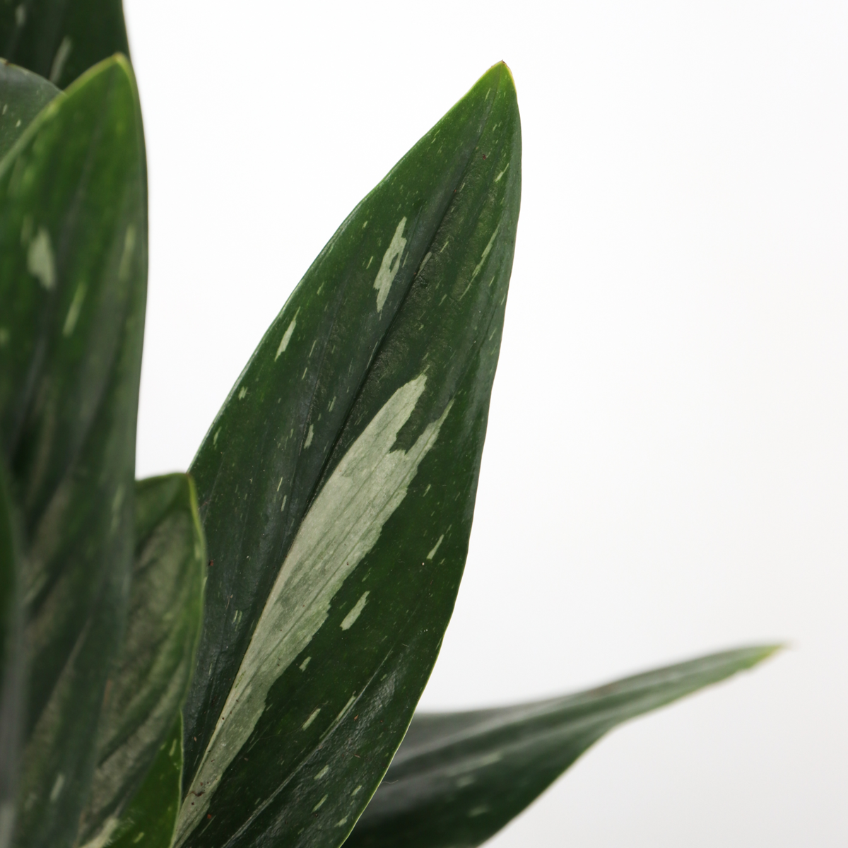 Sweetheart Plant - Philodendron Cobra - Height 55-65cm - ⌀19cm
