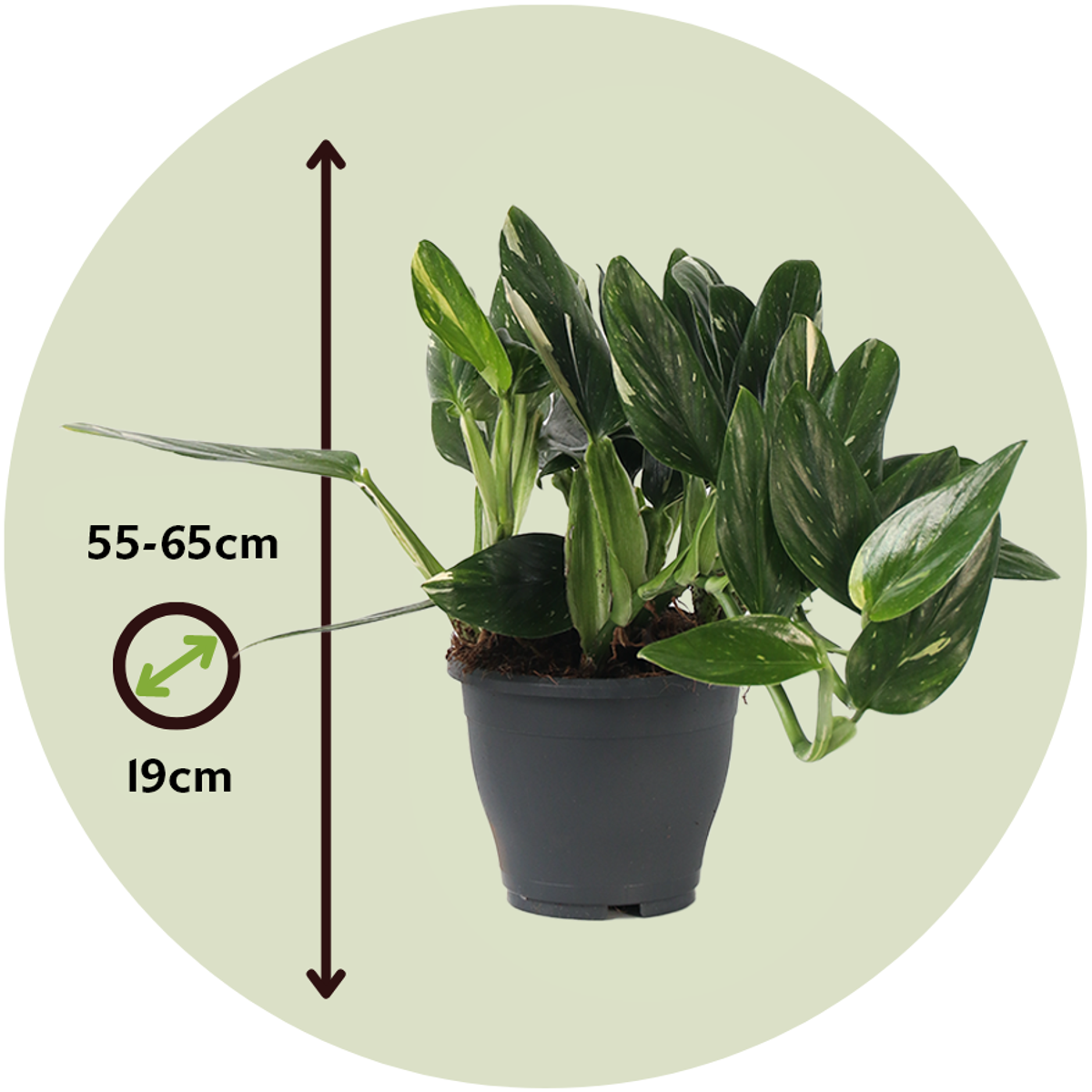 Sweetheart Plant - Philodendron Cobra - Height 55-65cm - ⌀19cm