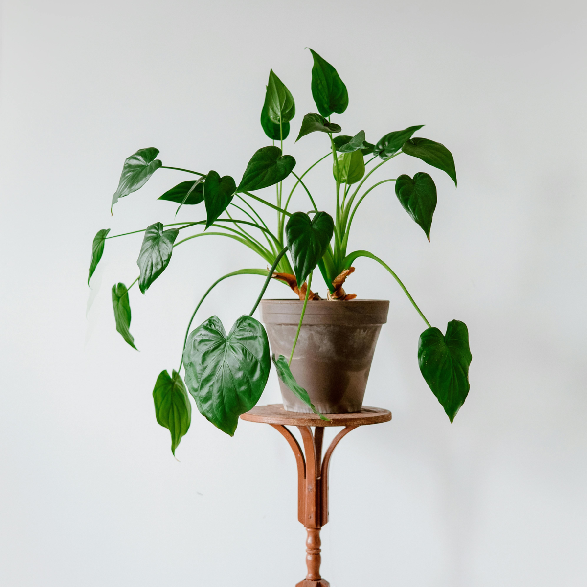 Elephant's Ear - Alocasia 'Cucullata' - Height 70-80cm - ⌀19cm