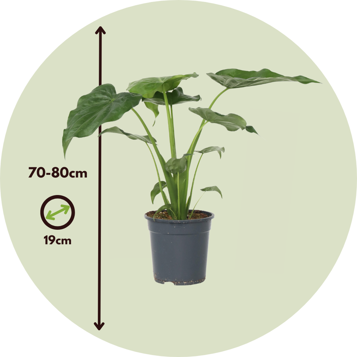 Elephant's Ear - Alocasia 'Cucullata' - Height 70-80cm - ⌀19cm
