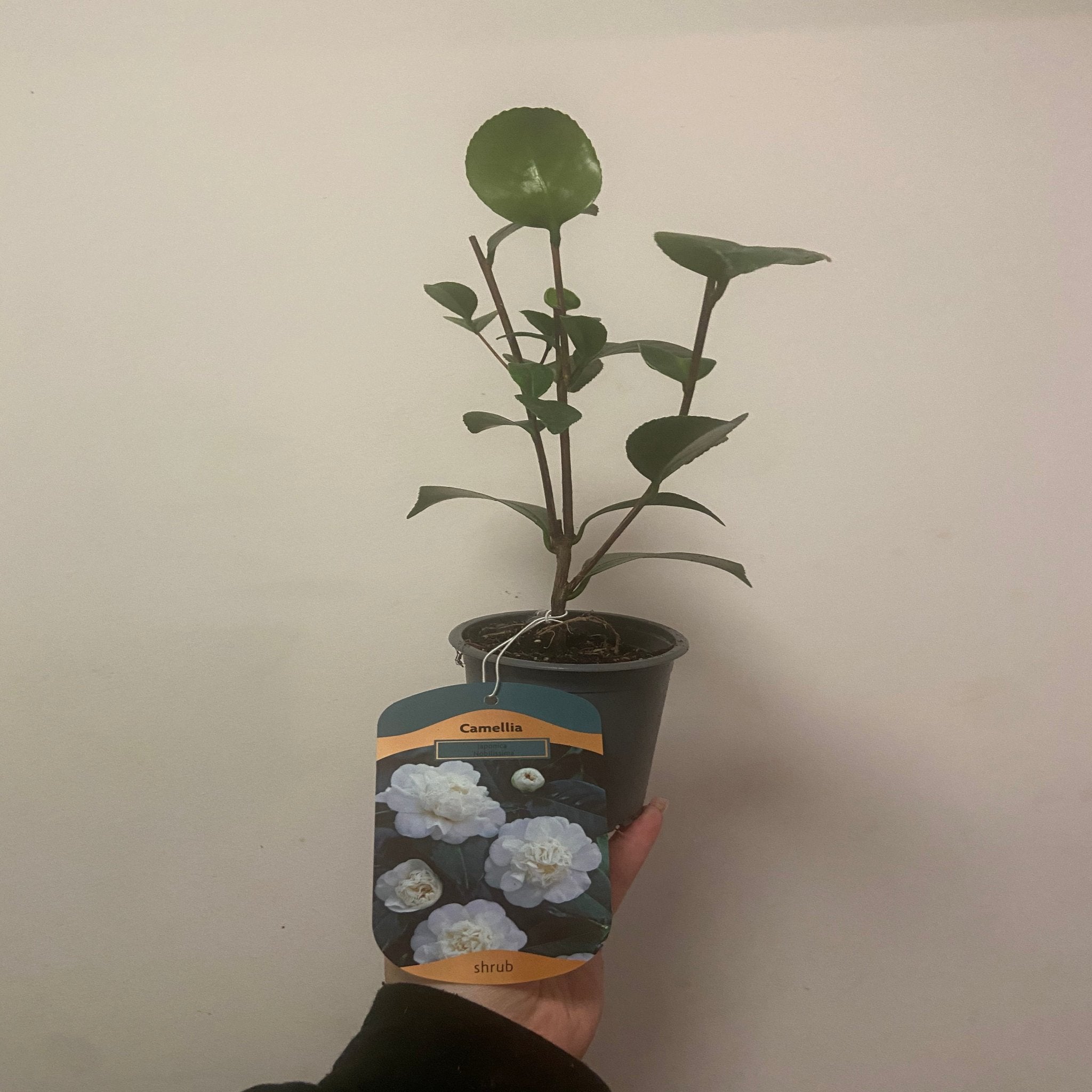 Camellia japonica 'Nobilissima' 9cm, 20-30cm height