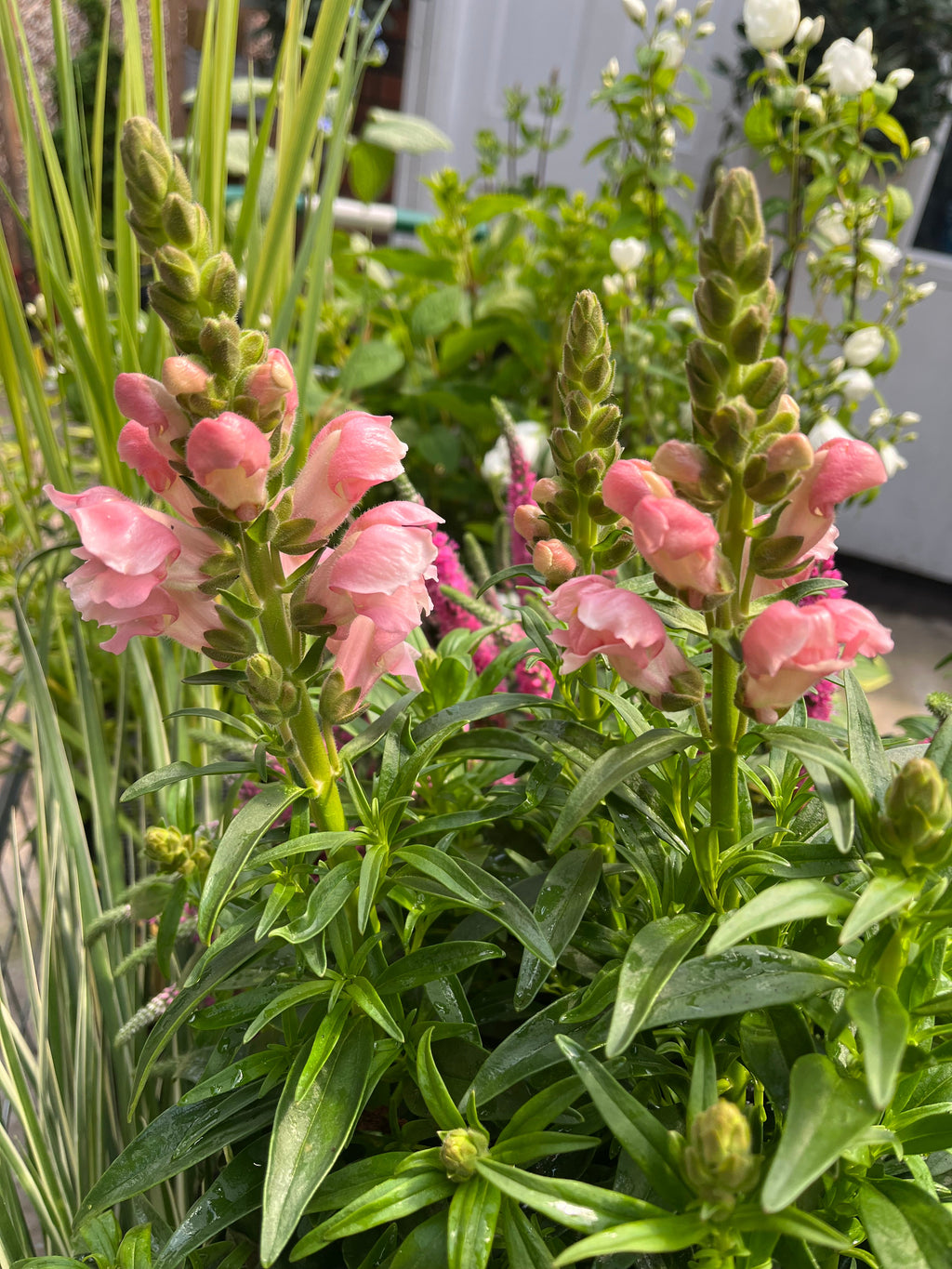 Antirrhinum (Snapdragon) Pink 3L