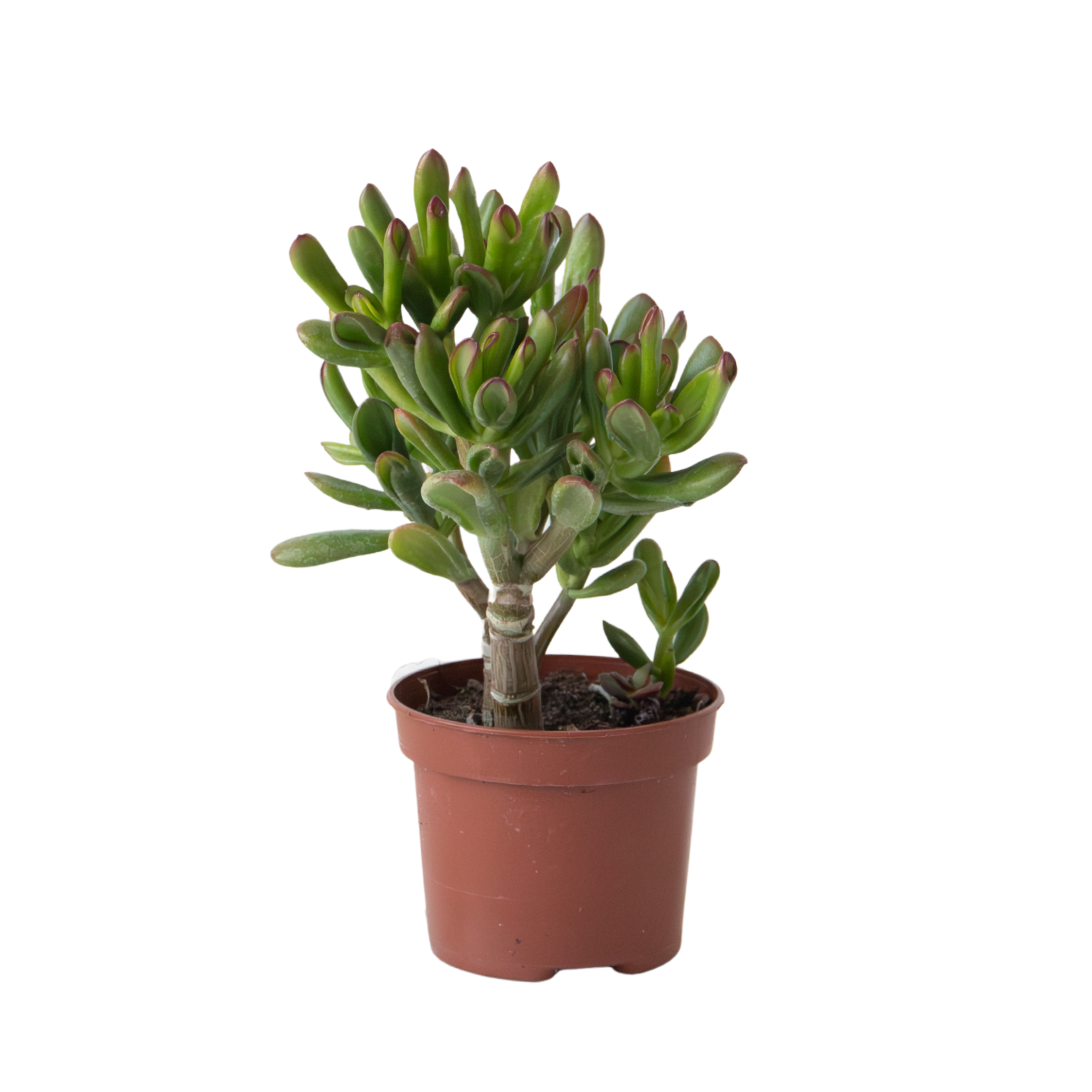 Jade Plant - Crassula ovata 'Gollum' - Height 15-25 cm - Pot 12 cm