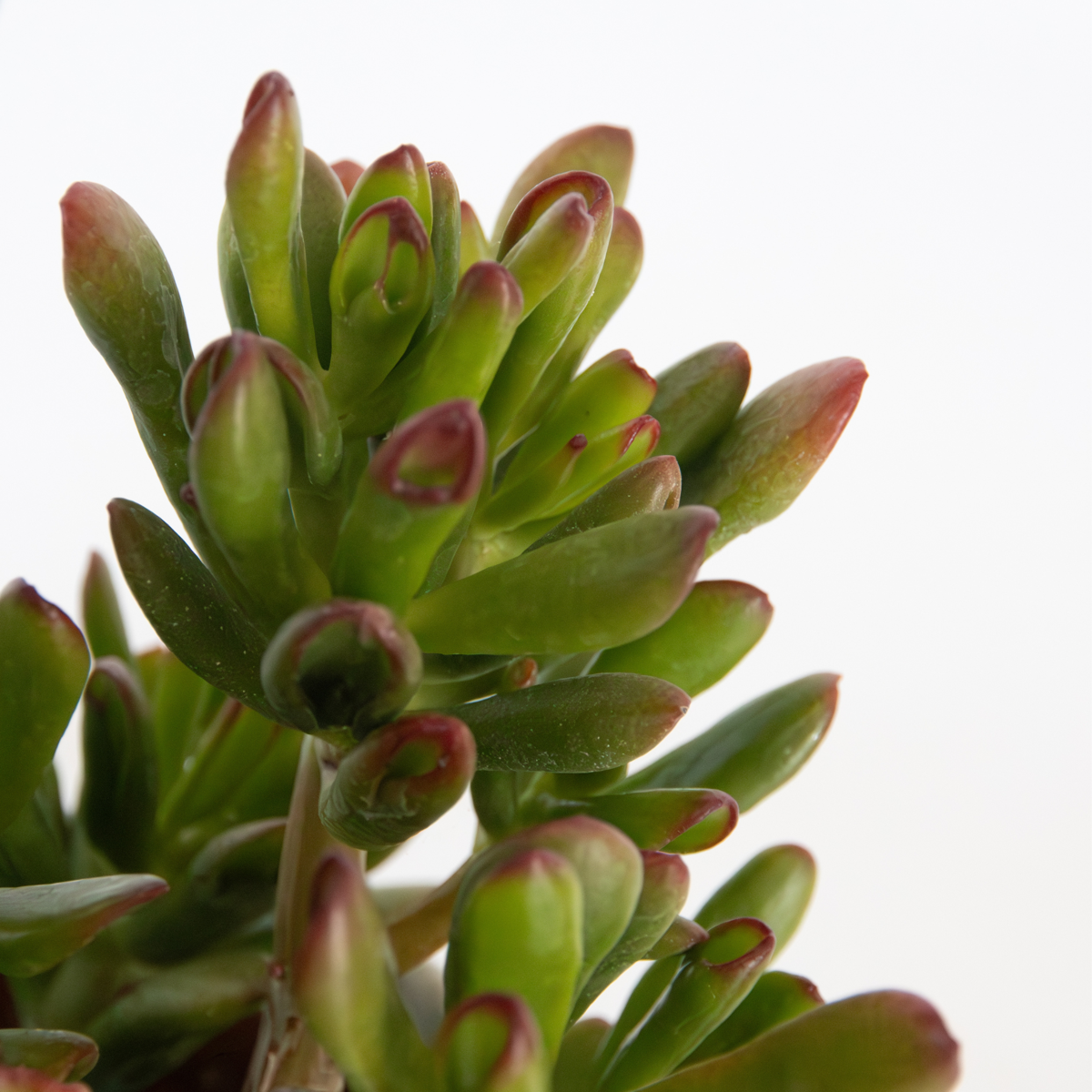 Jade Plant - Set of 2 - Crassula ovata 'Gollum' - Height 15-25 cm - Pot 12 cm