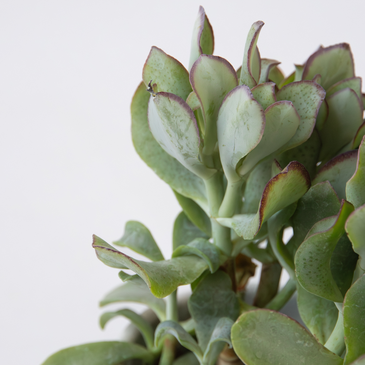 Jade Plant - Crassula arborescens 'Curly' - Height 15-25 cm - Pot 12 cm