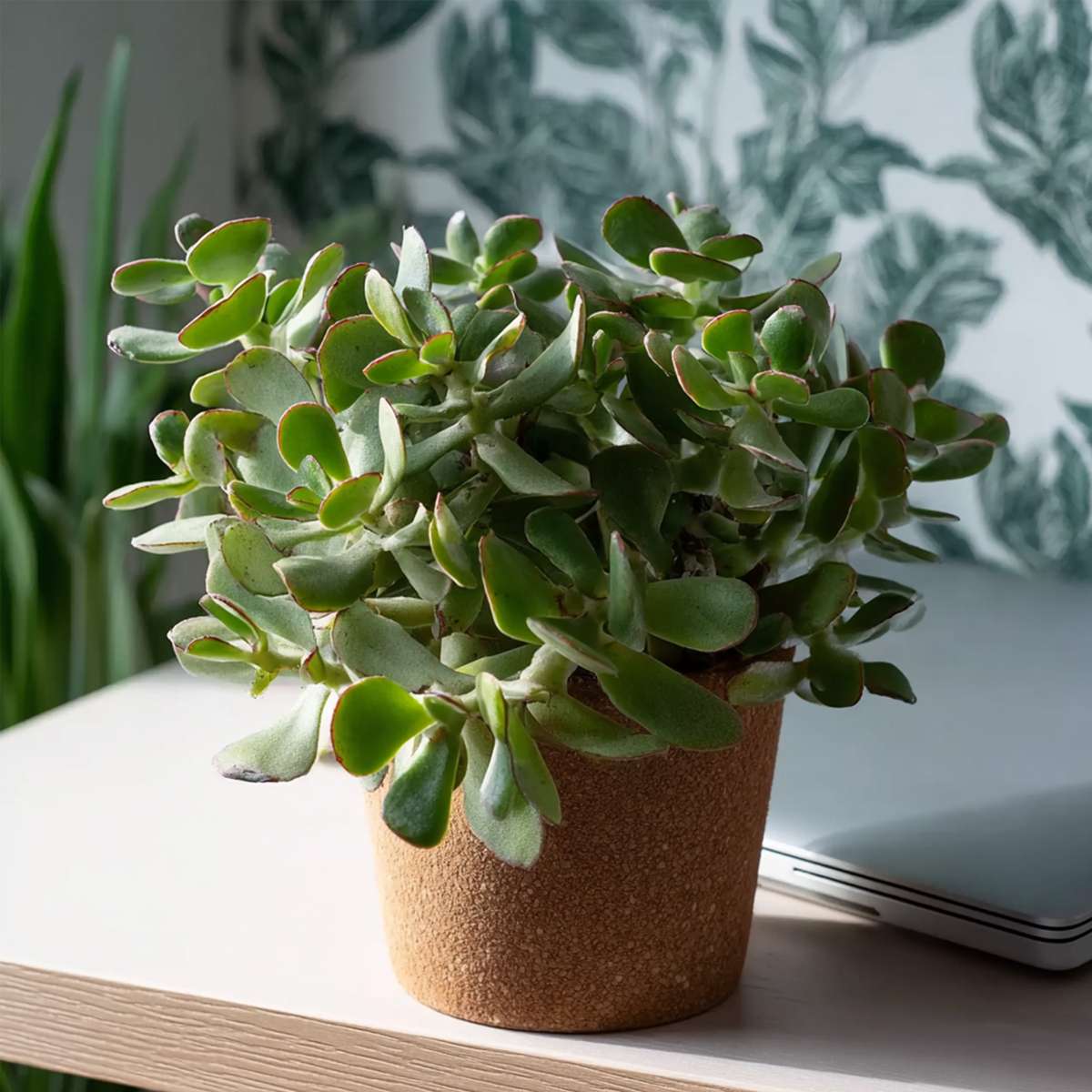 Jade Plant - Set of 2 - Crassula arborescens 'Curly' - Pot 12 cm