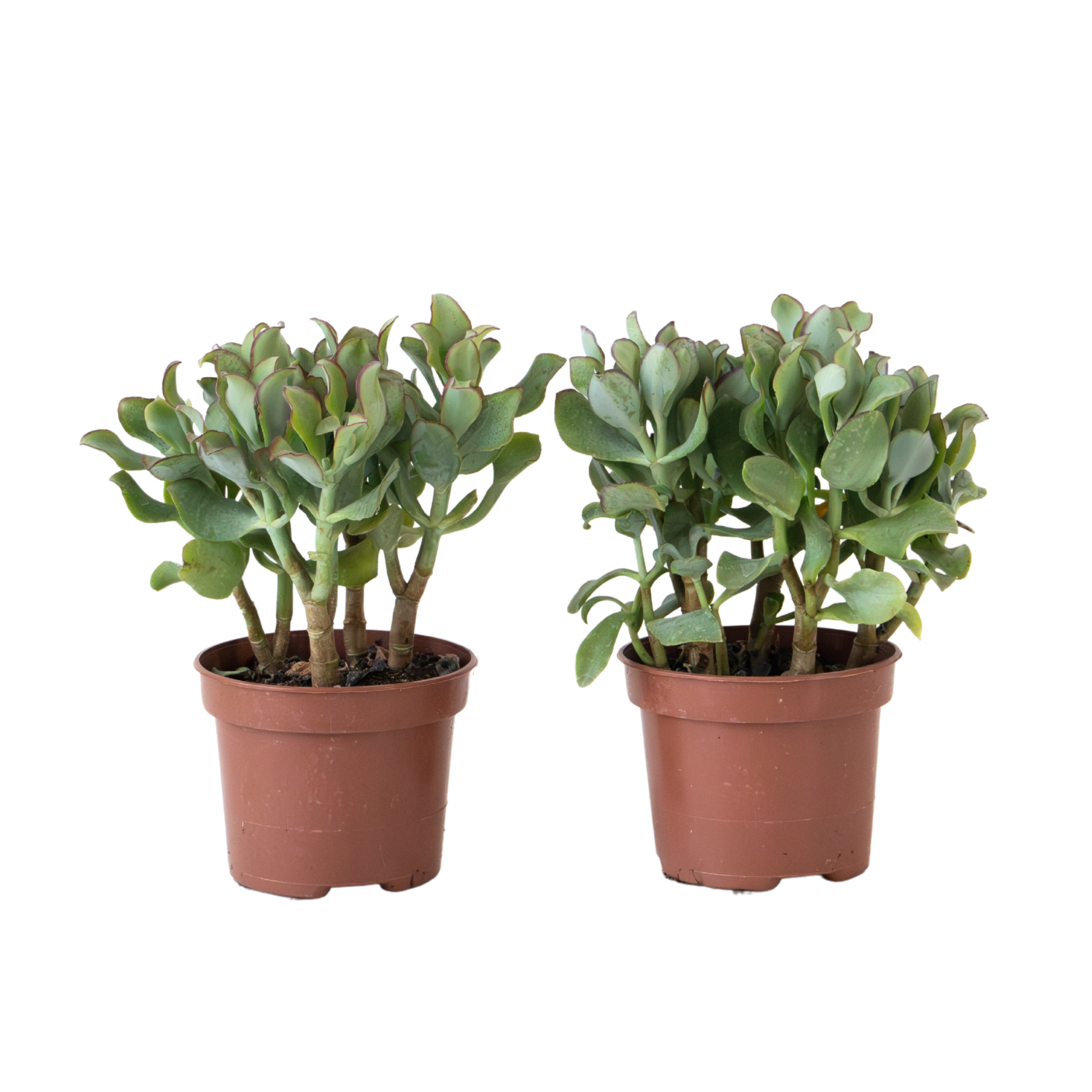 Jade Plant - Set of 2 - Crassula arborescens 'Curly' - Pot 12 cm