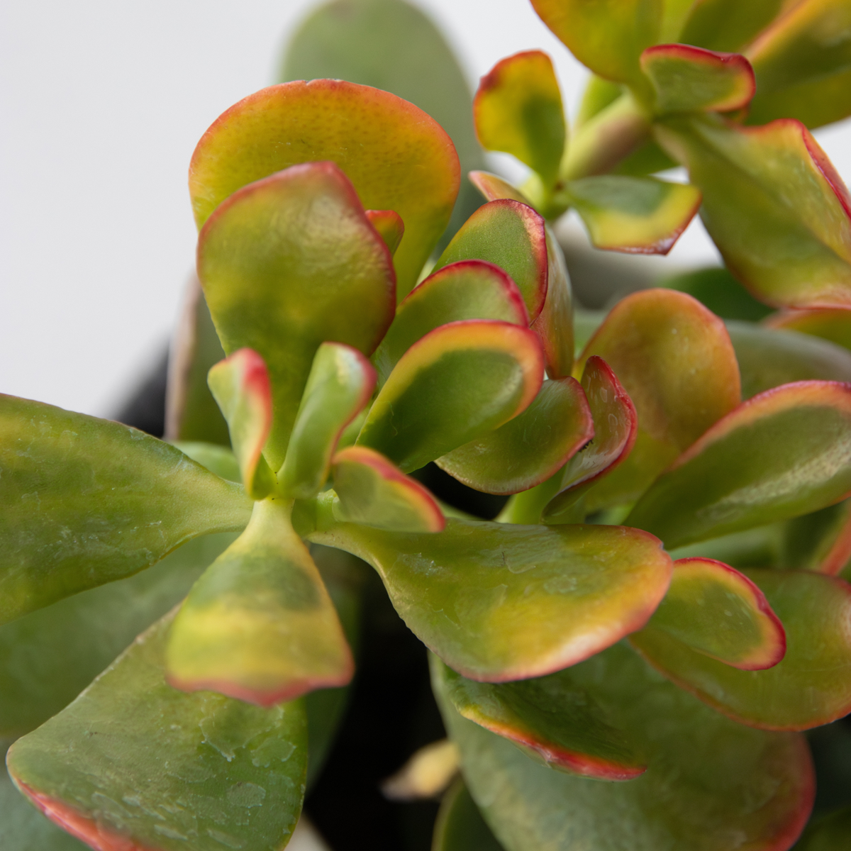 Money Tree - Mix of 5 Crassula ovata - Height 10-25 cm - Pot 12 cm
