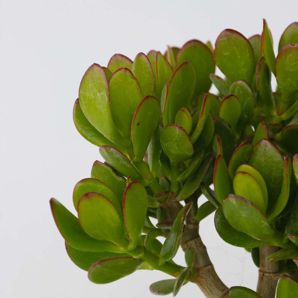 Jade plant - Crassula ovata - Height 15-25cm - ø12cm