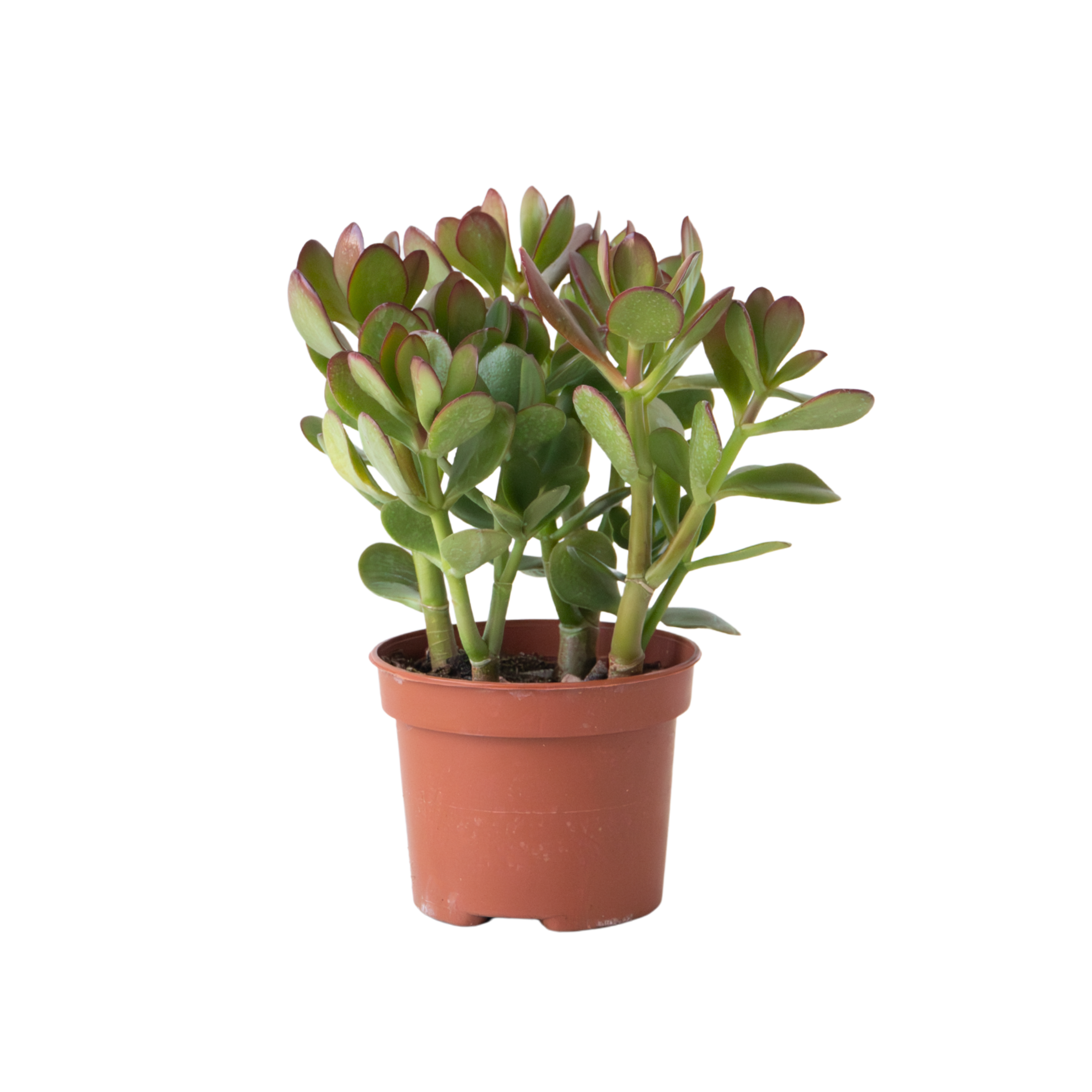 Jade plant - Crassula ovata - Height 15-25cm - ø12cm