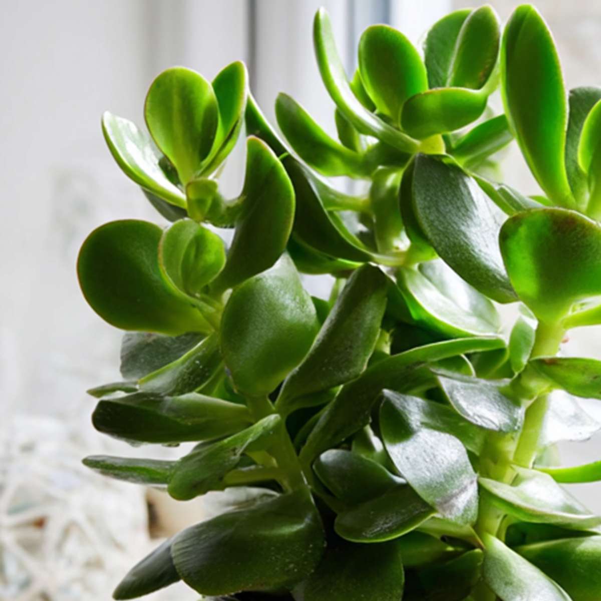 Jade plant - Set 2 - Crassula ovata - Height 15-25cm - ø12cm