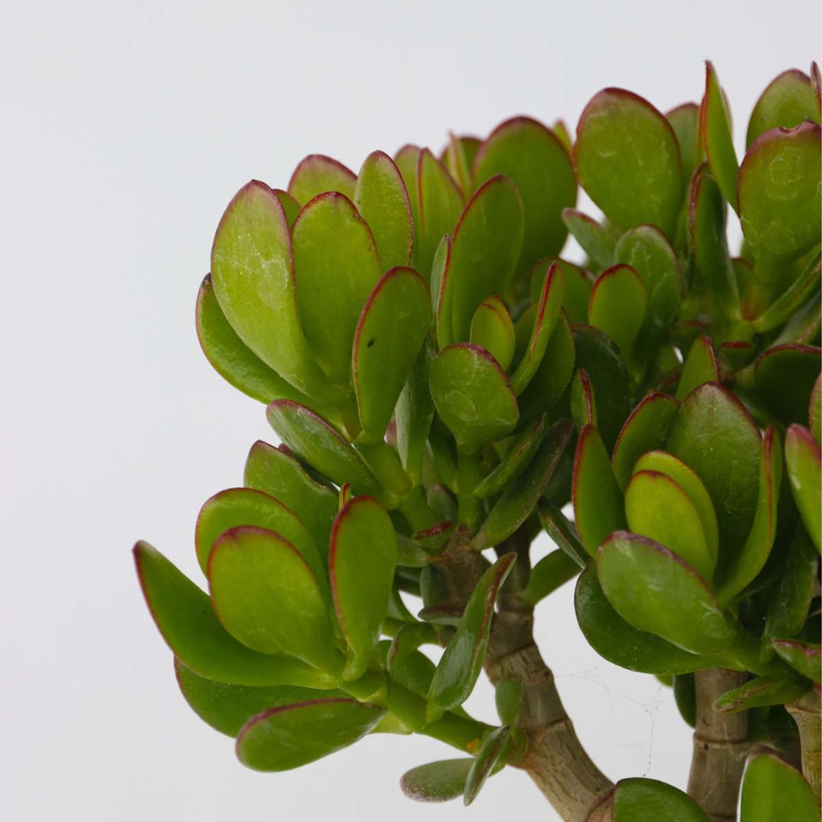 Jade plant - Crassula ovata 'Minor' - Height 45-50cm - ⌀23cm