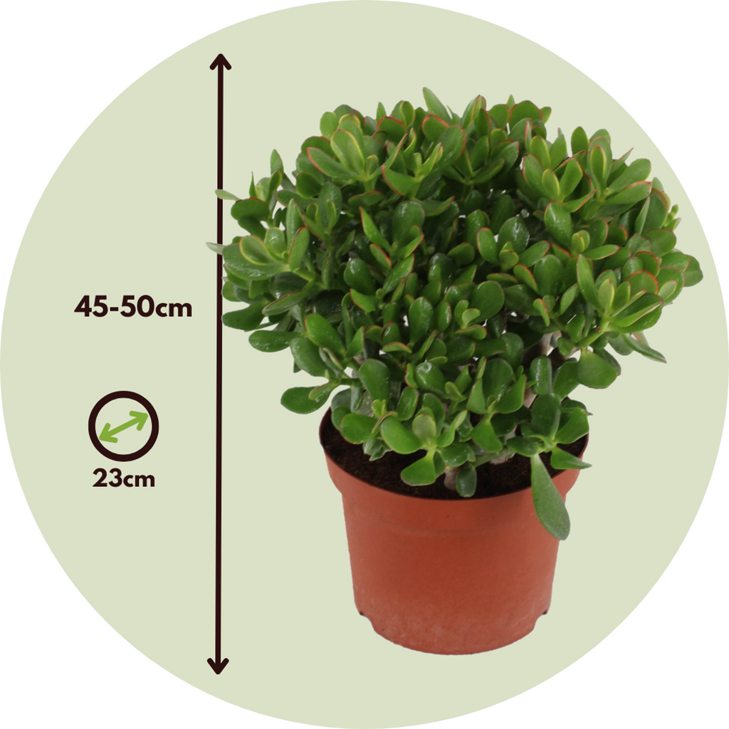 Jade plant - Crassula ovata 'Minor' - Height 45-50cm - ⌀23cm