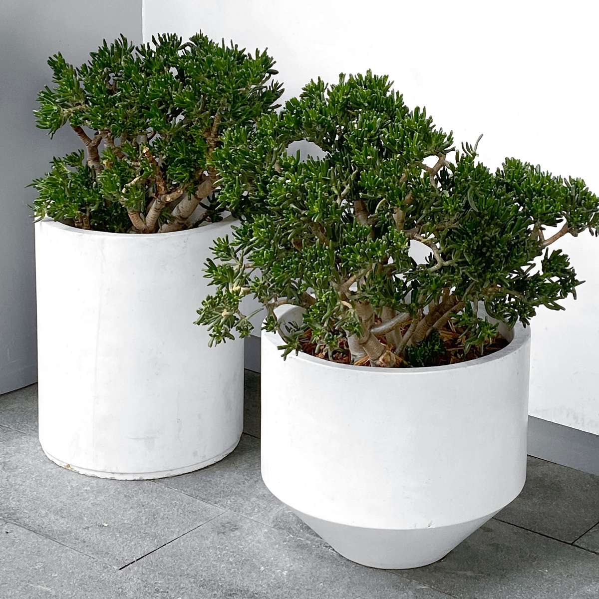 Jade plant - Crassula ovata 'Minor' - Height 30-35cm - ⌀17cm