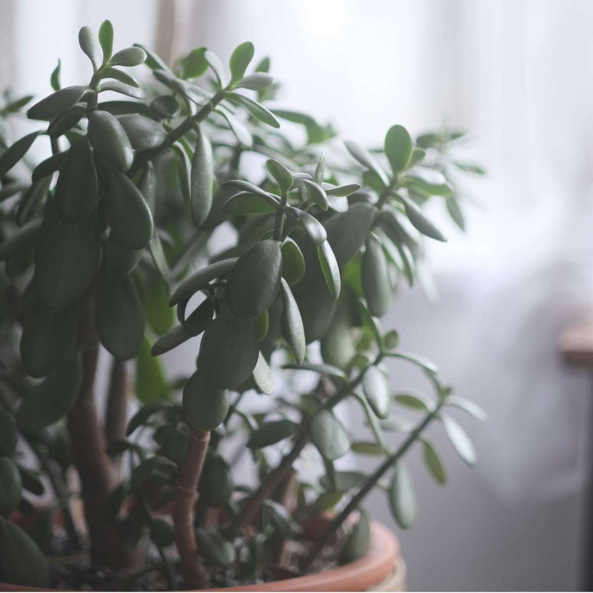 Jade plant - Crassula ovata 'Minor' - Height 60-65cm - ⌀30cm