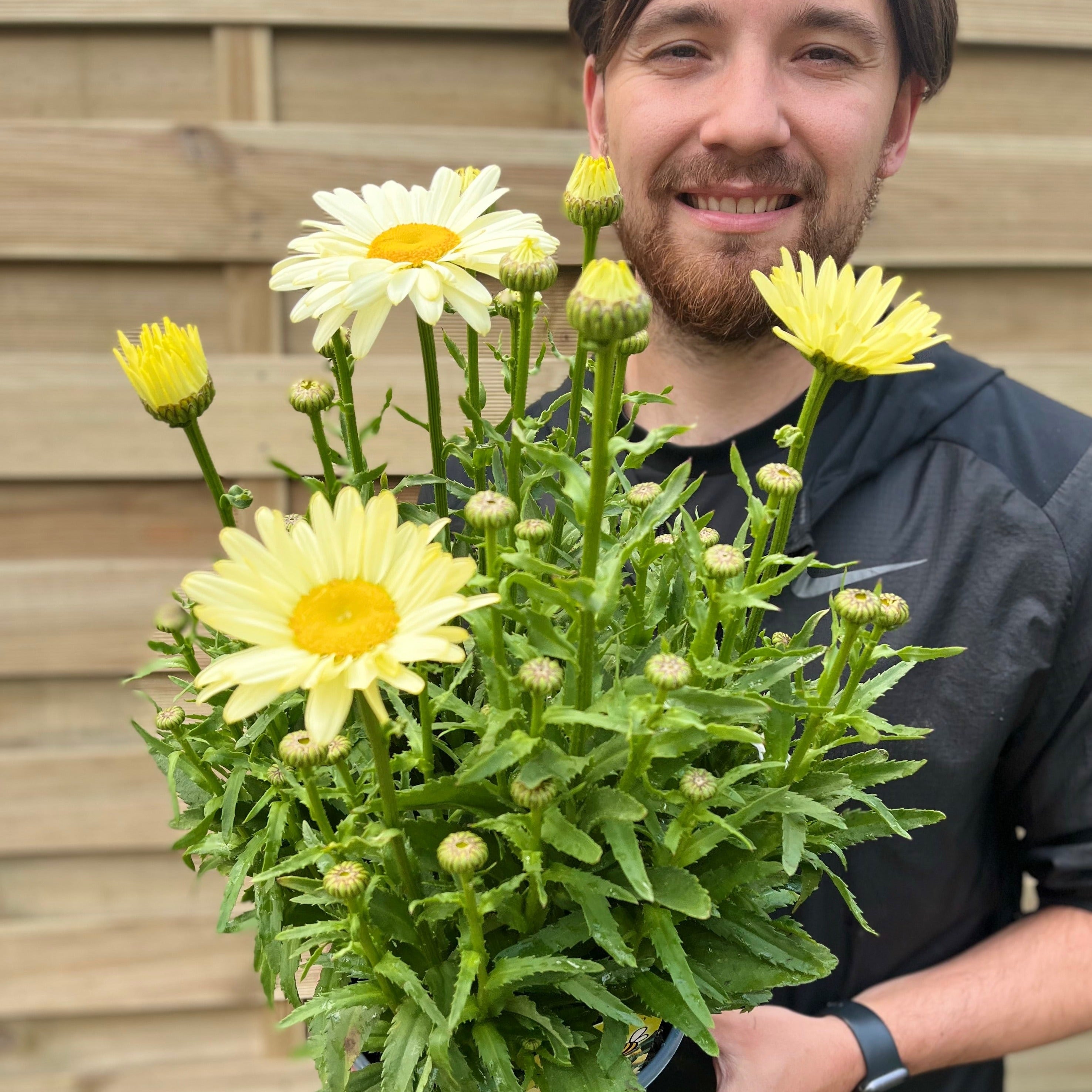 Leucanthemum 'Gelb' 3L