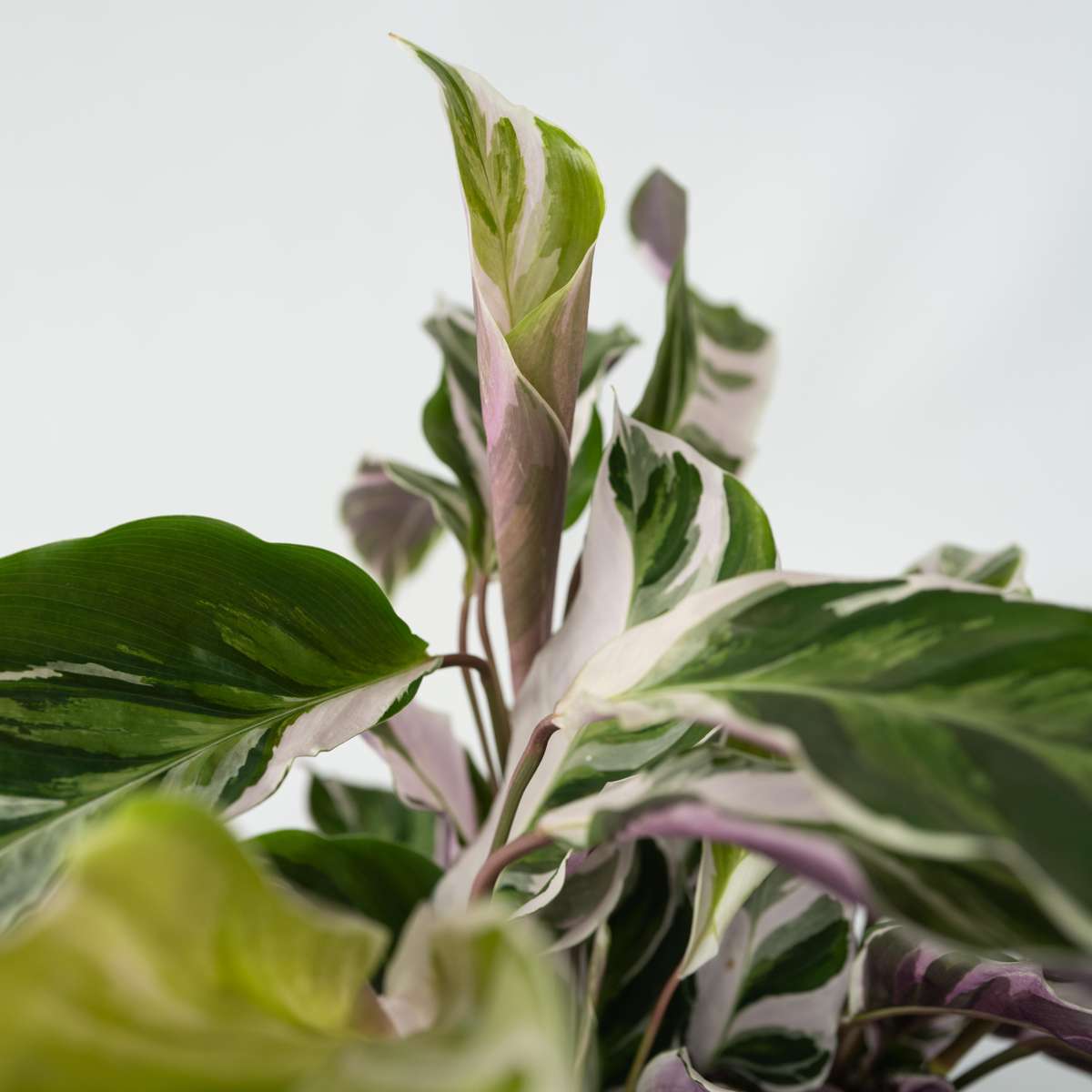 Prayer Plant - Calathea Lietzei 'White Fusion' - Height 30-40cm - ⌀14cm