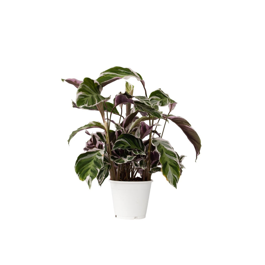 Prayer Plant - Calathea Lietzei 'White Fusion' - Height 30-40cm - ⌀14cm