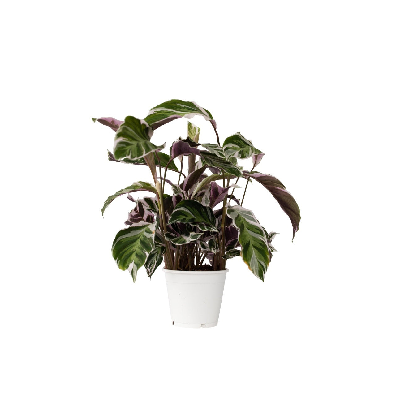 Prayer Plant - Calathea Lietzei 'White Fusion' - Height 30-40cm - ⌀14cm