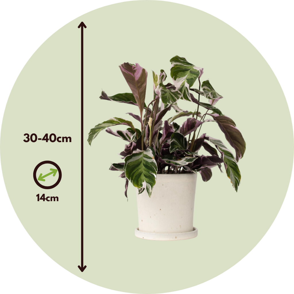 Prayer Plant - Calathea Lietzei 'White Fusion' - Height 30-40cm - ⌀14cm