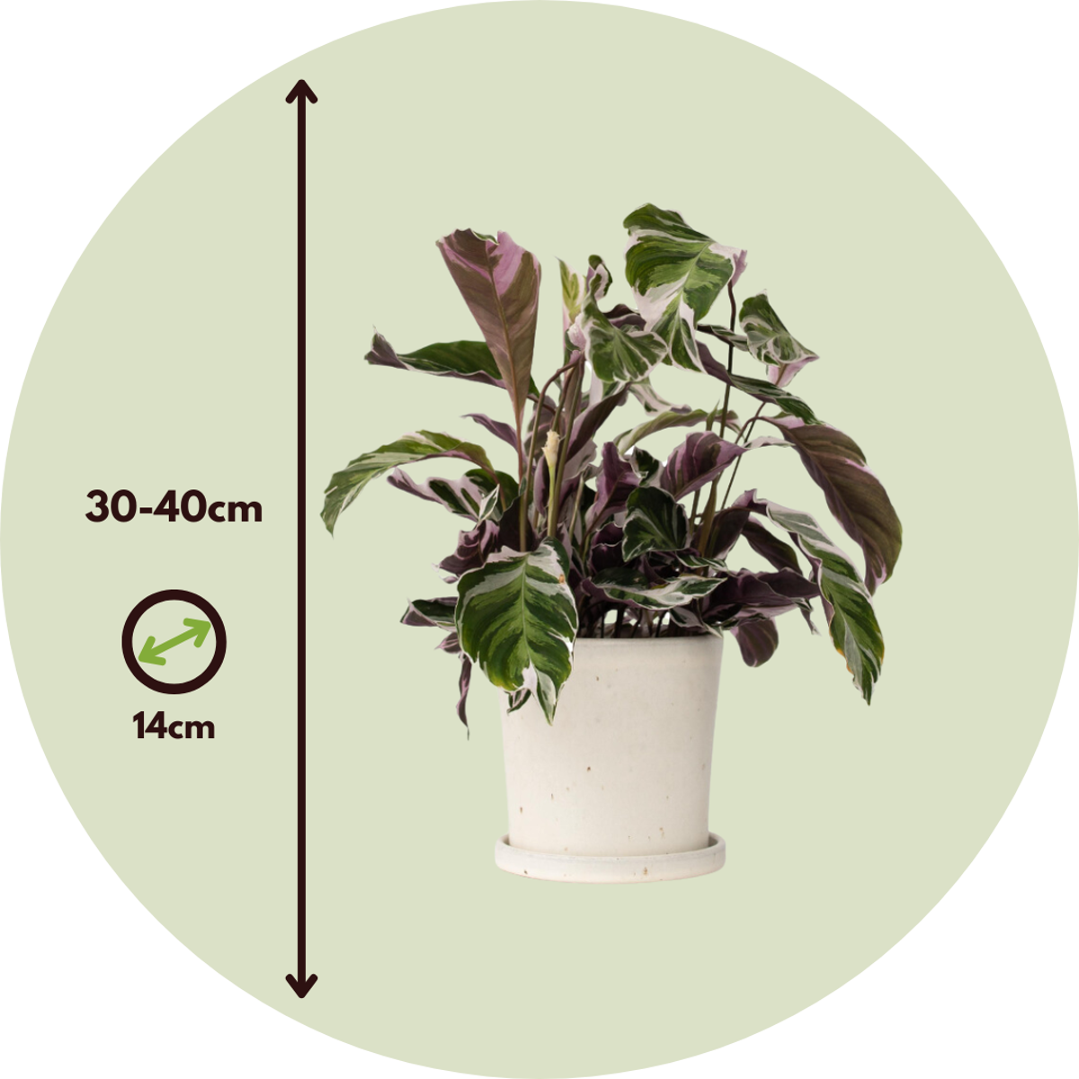 Prayer Plant - Calathea Lietzei 'White Fusion' - Height 30-40cm - ⌀14cm