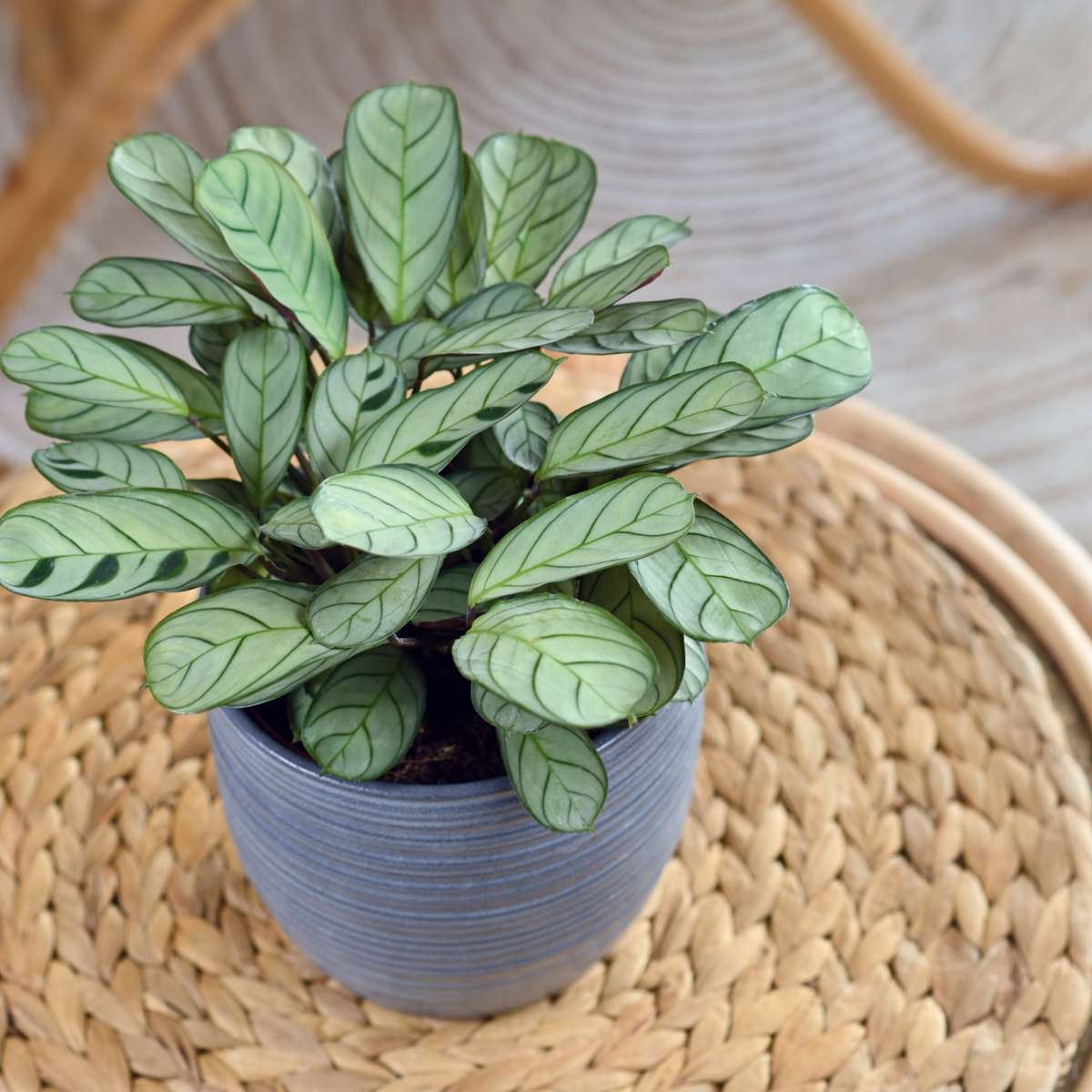 Never Never Plant - 2 pcs. - Ctenanthe 'burle-marxii' - Height 30-40cm - ⌀14cm