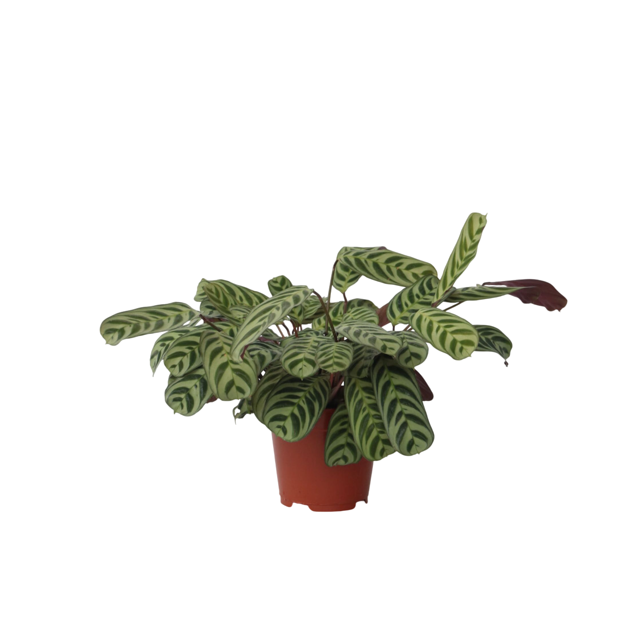 Never Never Plant - Ctenanthe 'burle-marxii' - Height 30-40cm - ⌀14cm
