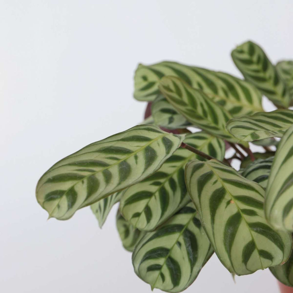 Never Never Plant - 2 pcs. - Ctenanthe 'burle-marxii' - Height 30-40cm - ⌀14cm