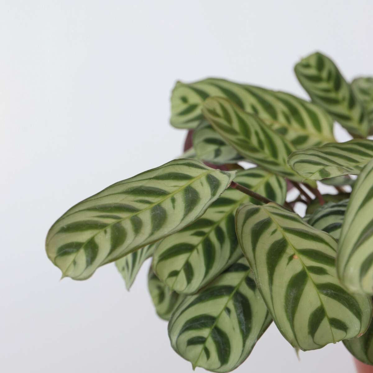 Never Never Plant - 2 pcs. - Ctenanthe 'burle-marxii' - Height 30-40cm - ⌀14cm